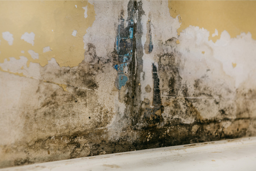 Our Mold Removal and Remediation Solutions